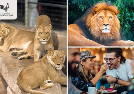 Backstage bij Stichting Leeuw (2,5 uur) + VR experience + koffie/thee + gebak