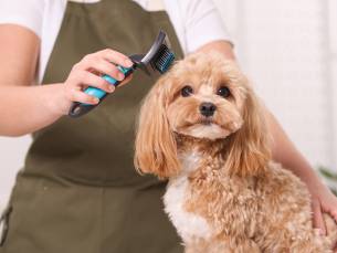 Trim-, pluk- of wellnessbehandeling voor je hond