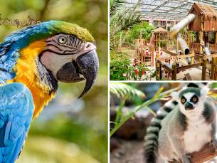 Dagentree Papegaaienpark Zoo Veldhoven