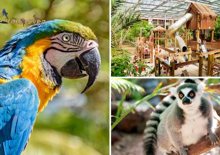 Dagentree Papegaaienpark Zoo Veldhoven