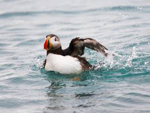 Rundum Spitzbergen - Im Reich von Eisbär & Eis