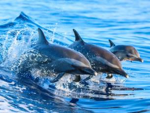 Dolfijnentocht bij Kalpitiya