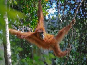 Jungle en orang-oetans van Sumatra