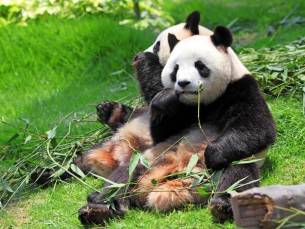 Panda's in Yaan National Park