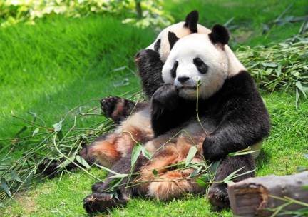 Panda's in Yaan National Park