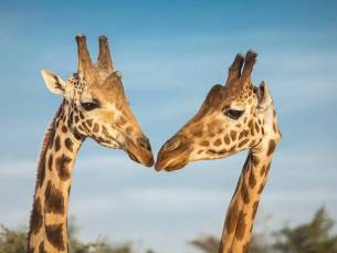 Geheime Schatten van Tanzania