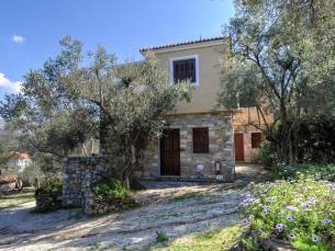Gera's Olive Grove