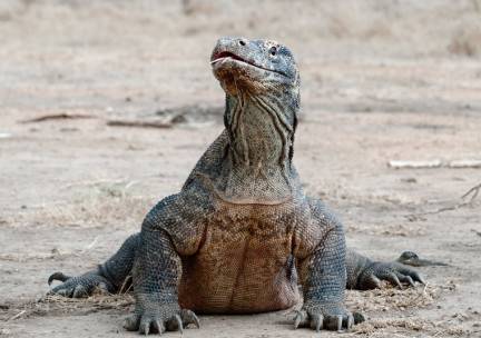 Best Deal Komodo draken en magisch Bali