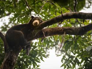 Avontuurlijk Maleisië