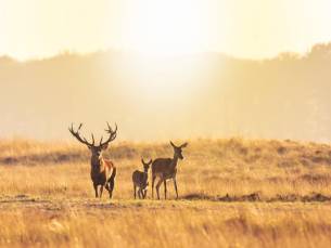 ???? Geniet van het ultieme najaarsgevoel met een rustgevend 4*-verblijf midden in de bossen van de Veluwe incl. ontbijt, hoofdgerecht + GRATIS parkeren