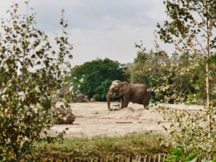 Safaripark Beekse Bergen