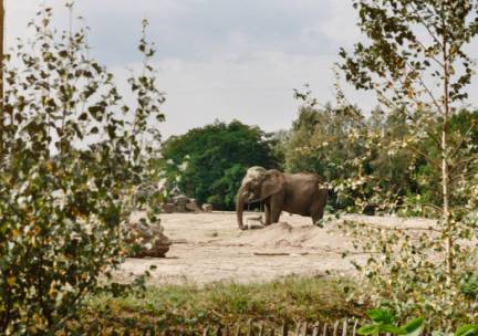 Safaripark Beekse Bergen