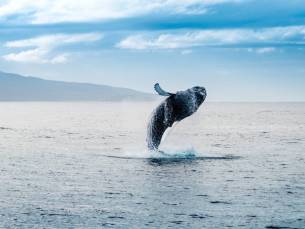 Walvissafari vanuit H&uacute;sav&iacute;k