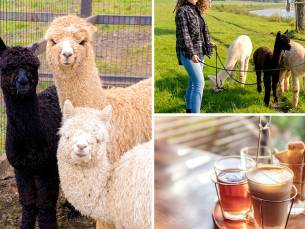 Alpacawandeling (60 min) + evt. drankje + lekkers of lunchplateau