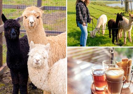 Alpacawandeling (60 min) + evt. drankje + lekkers of lunchplateau