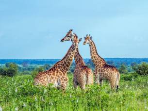 Best Deal Zuid-Afrikaanse Pracht en Mauritius