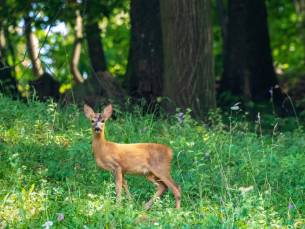 Geniet in de prachtige omgeving van de Veluwe in Beekbergen incl. ontbijt
