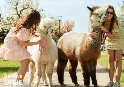 Alpaca meet & feed of wandeling bij Betuwe Uitje