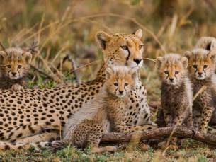 Safari Discover Tanzania Deluxe