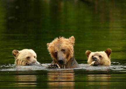 Grizzly beren van Knight Inlet