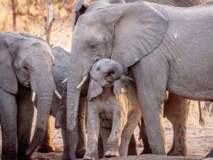 Umlani Bush Camp in Timbavati Game Reserve