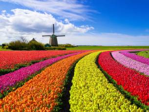 Nederland in bloei