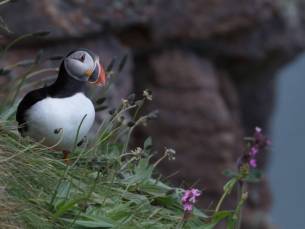 Arktischer Ozean, Fair Isle - Jan Mayen - Eiskante - Spitzbergen, Vogelbeobachtung - Sommersonnenwende