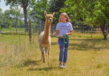 Alpacawandeling + rondleiding + koek en drankje (2 uur)