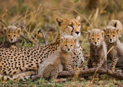 Discover de Big Five in Tanzania Superior
