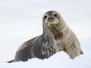 Antarktis - Weddell Sea Explorer Basecamp - kostenlose Polaraktivitäten (Kajakfahren, Wandern, Fotoworkshop, Schnorcheln)