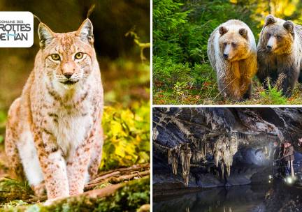 Entree tot het Wildpark + Grotten van Han
