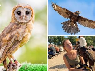 Dagentree voor Falconcrest