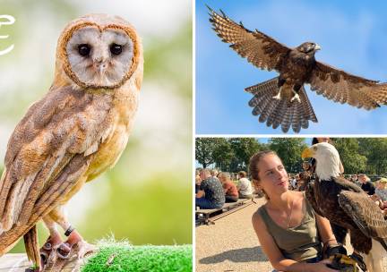 Dagentree voor Falconcrest