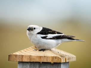 Faer&ouml;er Eilanden en IJsland