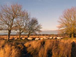 AUTHENTIEK! Verblijf in een sfeervol appartement in Dwingeloo, Drenthe incl. GRATIS parkeren + wandel- of fietsroutes door het Dwingelderveld!