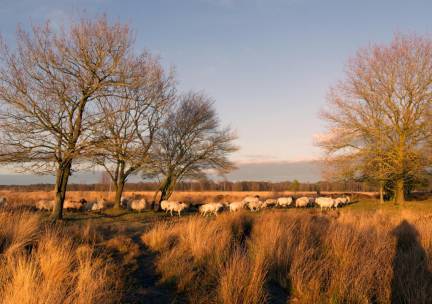 AUTHENTIEK! Verblijf in een sfeervol appartement in Dwingeloo, Drenthe incl. GRATIS parkeren + wandel- of fietsroutes door het Dwingelderveld!