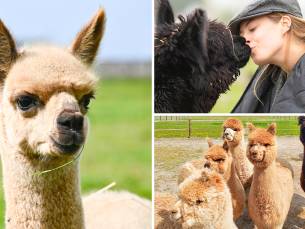 Complete alpaca experience (2 tot 2,5 uur)