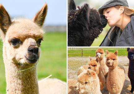 Complete alpaca experience (2 tot 2,5 uur)