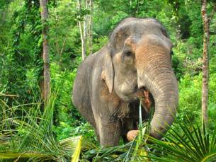Elephant Nature Park