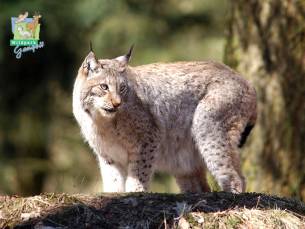 Entree Wildpark Gangelt