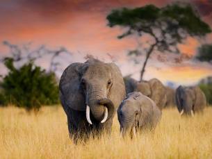 Discover de Big Five in Tanzania