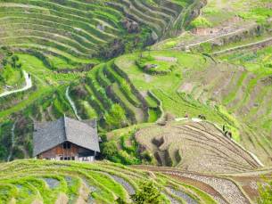 Drakensrug rijstvelden van Longsheng