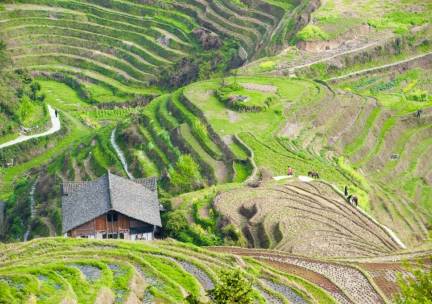 Drakensrug rijstvelden van Longsheng