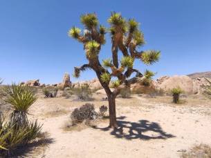 West-Amerika op het gemak