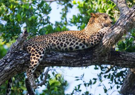 Luipaarden en Walvissen van Sri Lanka