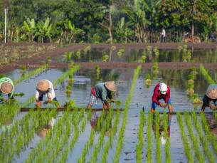 Best Deal Java en Bali