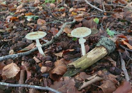 Paddenstoelenwandeling in Nuis