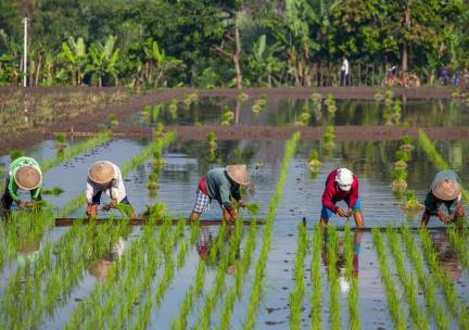 Best Deal Java en Bali