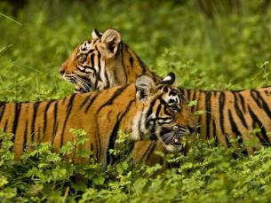 Grand Tour Zuid-India Superior