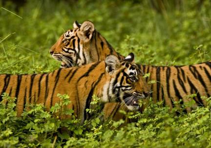 Grand Tour Zuid-India Superior